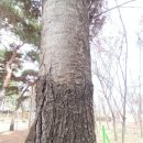 생활속의 조경이야기 이미지