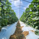 산적농장 이미지