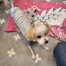 제니펫하우스 이미지