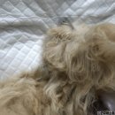 아이러브펫동물병원 | [신도림 아이러브펫 동물병원] 강아지 3차 예방접종 후기