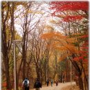 11월 11일 G 20정성 회담날 서울 대공원 산림 요장 산행 이미지