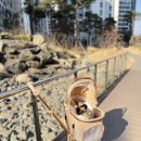 편안 | 레브에뜨 강아지 유모차 내돈내산 편안한 후기