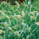 강아지풀 이미지