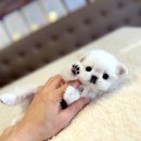 해피애견타운 강아지고양이 논산점 | 포항강아지분양 해피펫타운 경험 후기