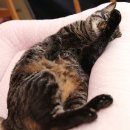 착한 고양이 이미지