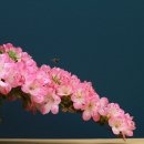 백의원 Daum카페