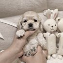 버디독 강아지분양 안심분양센터 서울 영등포점 이미지