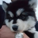 프리미엄캔넬 이미지