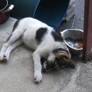 개밥주세요 이미지