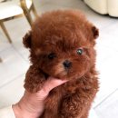 도로시 퍼피 이미지