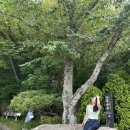 더킹B펜션 | [부산 1일차] 아홉산숲-우동집-웨이브온 커피-스타벅스 기장임랑원점-더펜션502