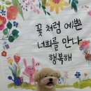 멍균관대 이미지