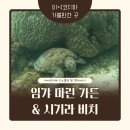 미야코지마 패들 보드 / 거북이 스노클링 임갸마린가든 및 시기라 비치 방문 후기