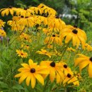 화순허브뜨락 이미지