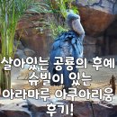 경남 사천 국내 유일 살아있는 슈빌을 볼수 있는 아라마루아쿠아리움 다녀온 후기