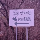 소나무카페(소나무관광농원) | [전남 구례] 반야원 플라타너스｜구례여행코스 소나무정원뷰 베이커리카페