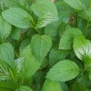 부지깽이 이미지