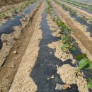 청룡농장 이미지