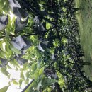 못난이 배(추황) 대봉감 이미지