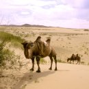 아르부르드 사막/테를지 이미지