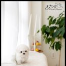 퍼피 라이프 이미지