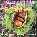 영락농원 | 공주알밤농원 공주 밤따기 체험 경험 후 꿀팁드려요!(내돈내산)