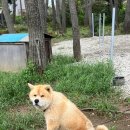 유니댕댕 이미지