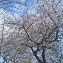 씨유서귀호근사거리점 | 2023 제주 벚꽃 시기_가장 먼저 벚꽃이 피는 호근동