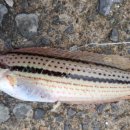 신동아시장 이미지