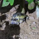 맹꽁이 이미지