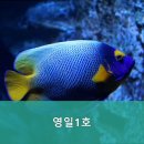 영일1호 네이버블로그