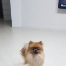 홍상희동물병원 이미지