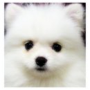 하얀강아지 이미지