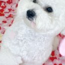 털로덮인친구들 동탄호수공원점 이미지