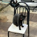 큰손칼국수 | 오이도 맛집 큰손회조개구이칼국수 솔직후기