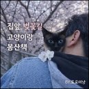 고양이랑 | 집앞 벚꽃길 데이트 후기｜고양이랑 벚꽃 사진 잘 찍는 방법 (토로 토미 봄 산책)