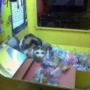 나의 강아지에게 이미지