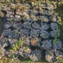 단풍농장 이미지