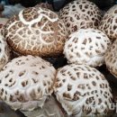 고송농장 이미지