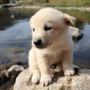 마음반려 동물의료원 | 24시마음반려동물의료원,응급 상황에 대비한 시설