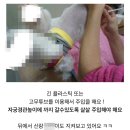 요즘 인기 많은 말티푸, 말티슈 하이브리드 강아지들 만드는 실제 방법...jpg 이미지