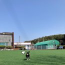 애견펜션 돌봄 | 태안 애견펜션 돌봄 정보 및 후기