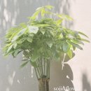 교촌플라워