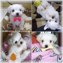 한별 반려동물 장례식장 이미지