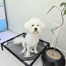 영구리당당 네이버블로그