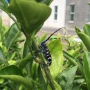 하늘소농장 이미지