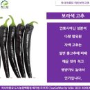 가지 고추 효능 보라색에 풍부한 안토시아닌은 강력한 항산화 작용한다. 이미지