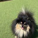 양산독케어 | 양산 애견유치원 1위? 탄이가 직접 나디는 &#39;이곳&#39;,왜 특별할까?