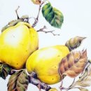 보태니컬&팝아트 이미지