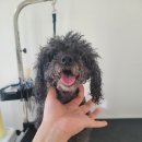 왓츠그루멍 다산 애견미용실 이미지